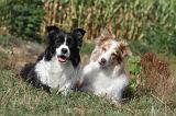 BORDER COLLIE 008